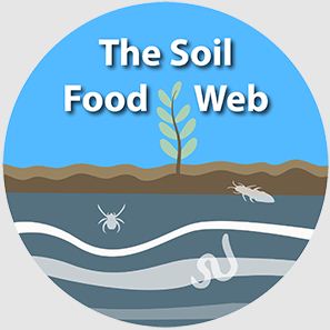 Soil Food Web